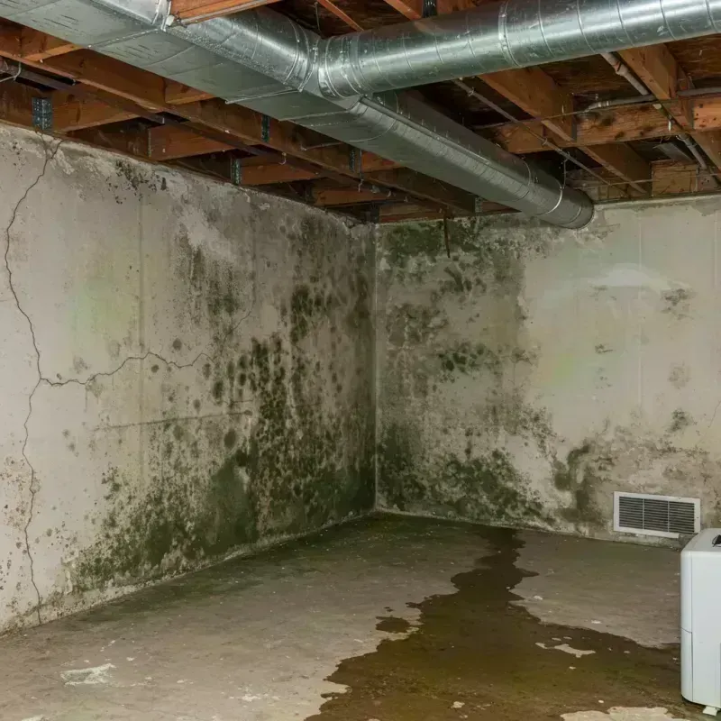 Professional Mold Removal in Mountain Ranch, CA